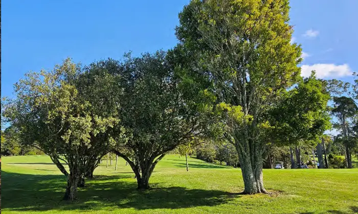 Norfolk Island hibiscus and lilly pilly are common specimen trees on site